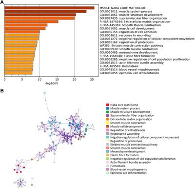 Identification of Feature Genes of a Novel Neural Network Model for Bladder Cancer